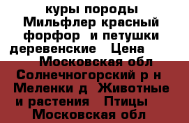 куры породы Мильфлер(красный форфор) и петушки деревенские › Цена ­ 4 000 - Московская обл., Солнечногорский р-н, Меленки д. Животные и растения » Птицы   . Московская обл.